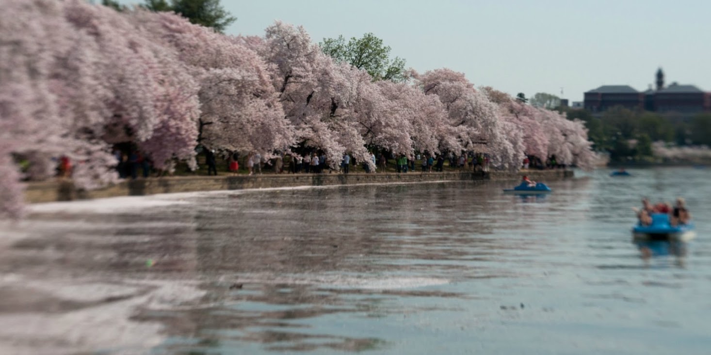 Cherry Blossoms-03